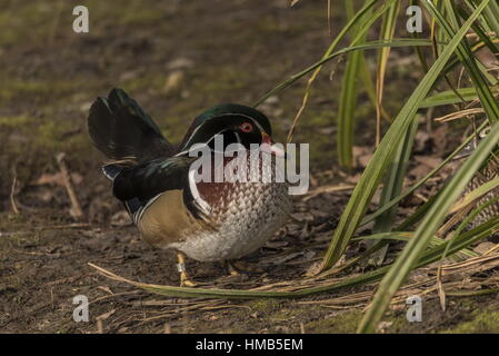 Male Carolina duck, Aix sponsa, by lakeside. Stock Photo