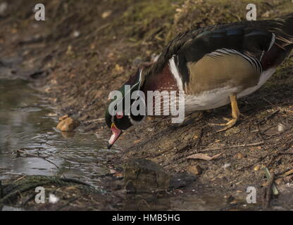 Male Carolina duck, Aix sponsa, by lakeside. Stock Photo