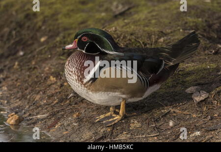 Male Carolina duck, Aix sponsa, by lakeside. Stock Photo