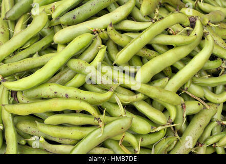 A heap of fresh harvested Vicia faba, also known as broad bean, fava bean,  or faba bean isolated. Photos