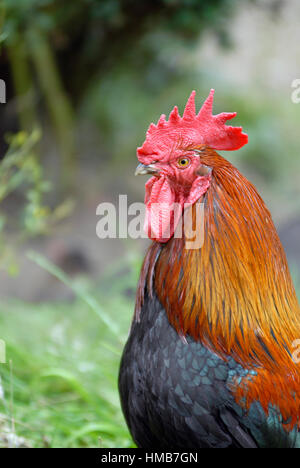 Free range Welsummer cockerel foraging outside. Stock Photo