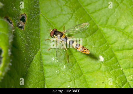 Long Hoverfly - Sphaerophoria scripta Stock Photo