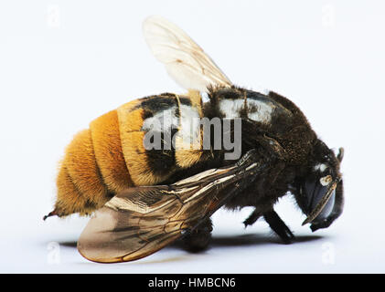 close up of bumblebee isolated on white background Stock Photo