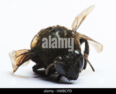 macro of bublebee isolated on white background Stock Photo