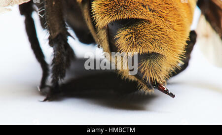 close up of bumblebee sting isolated on white Stock Photo