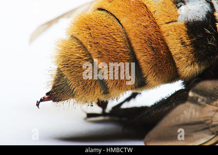 macro of bumblebee sting isolated on white background Stock Photo