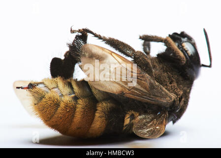 close up of  big bumblebee  isolated on white background Stock Photo