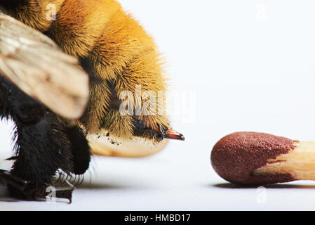 macro of bee sting compare to match isolated on white Stock Photo