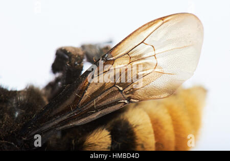 close up wing of bumblebee isolated on white Stock Photo