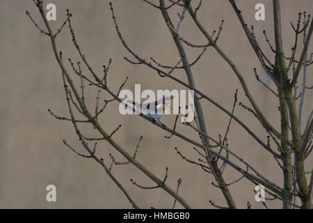 thrush perched on a branch in winter morning Stock Photo