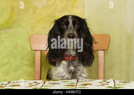 Old spaniel breed dog sits on a chair at the dinner table Stock Photo