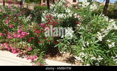 colourful flowers in tenerife Stock Photo