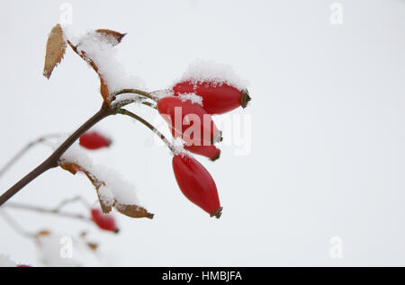 Rosehips in the snow Stock Photo