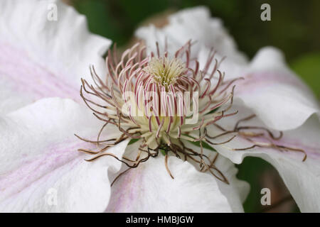 'Nelly Moser' clematis flower - close up Stock Photo