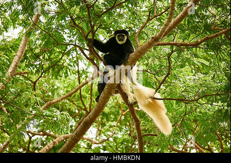Eastern black-and-white Colobus monkeys, courting on a tree Stock Photo