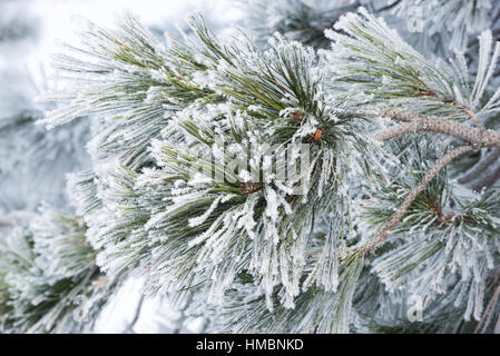 Ponderosa pine covered in hoar frost, Wallowa Valley, Oregon. Stock Photo