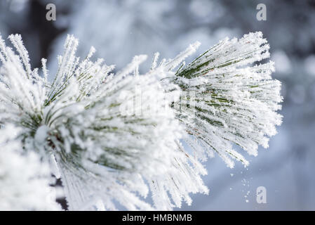 Ponderosa pine covered in hoar frost, Wallowa Valley, Oregon. Stock Photo