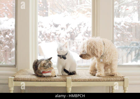 Three pets, two cats and a dog interact on a bench in a sunlit room. The animals are very friendly. The cats are wearing bowties Stock Photo