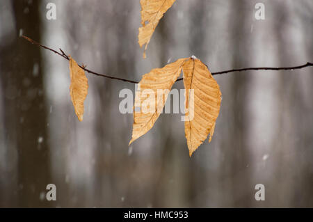 Bright orange beech leaves flutter in the wind on the tree branches. Maple and beech trees in the background have no leaves in the winter snow. Snow i Stock Photo