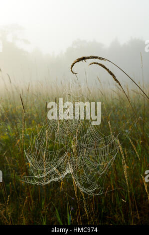 Trees in the fog in the background and the cobweb is covered in tiny water droplets from the mist and dew in the pasture landscape. Stock Photo
