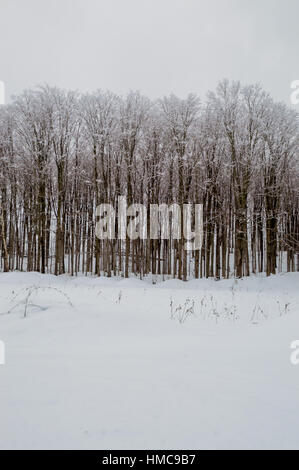 Solid mass of deciduous trees with branches and trunks covered with snow. Open white space of snowy pasture. Stock Photo
