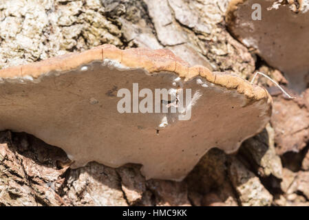 A Bracket fungi (Ganoderma sp) growing on a Willow tree Stock Photo