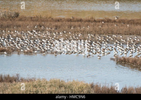 A mixed flock of sleeping waders mainly Dunlin and Ringed Plovers Stock Photo