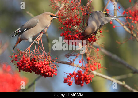 Bohemian Waxwing (Bombycilla garrulus) - a pink bird from Scandinavia feeding on red berries in a Norfolk housing estate Stock Photo