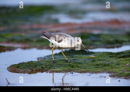 Tringa nebularia fishing in salt marsh creek. French: Chevalier aboyeur German: Grünschenkel Spanish: Archibebe claro Stock Photo