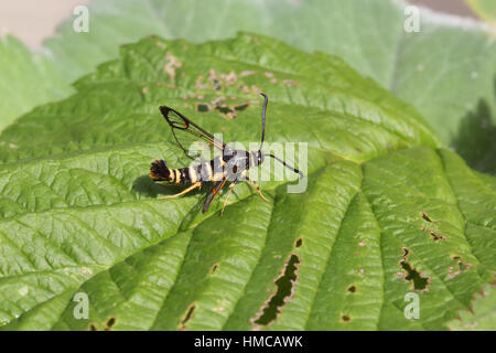 Yellow-legged Clearwing (Synanthedon vespiformis) - a wasp-mimic moth with black & yellow stripes, perched on a leaf (side view) Stock Photo