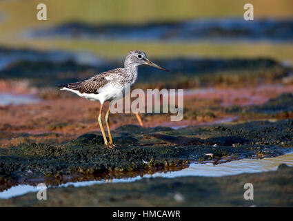 Tringa nebularia fishing in salt marsh creek. French: Chevalier aboyeur German: Grünschenkel Spanish: Archibebe claro Stock Photo