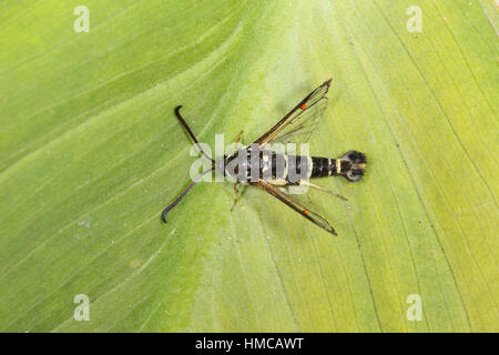 Yellow-legged Clearwing (Synanthedon vespiformis) - a wasp-mimic moth with black and yellow stripes, perched on a leaf Stock Photo