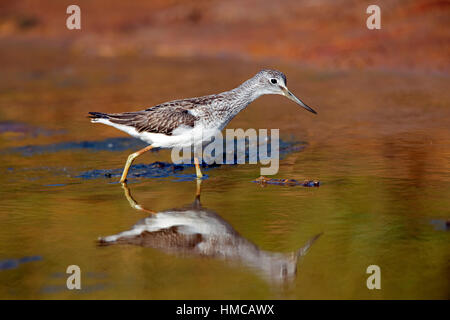 Tringa nebularia fishing in salt marsh creek. French: Chevalier aboyeur German: Grünschenkel Spanish: Archibebe claro Stock Photo