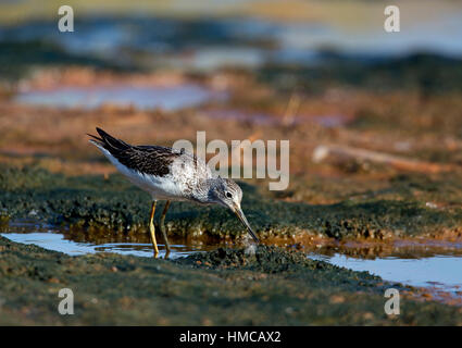 Tringa nebularia fishing in salt marsh creek. French: Chevalier aboyeur German: Grünschenkel Spanish: Archibebe claro Stock Photo