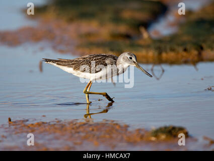 Tringa nebularia fishing in salt marsh creek. French: Chevalier aboyeur German: Grünschenkel Spanish: Archibebe claro Stock Photo