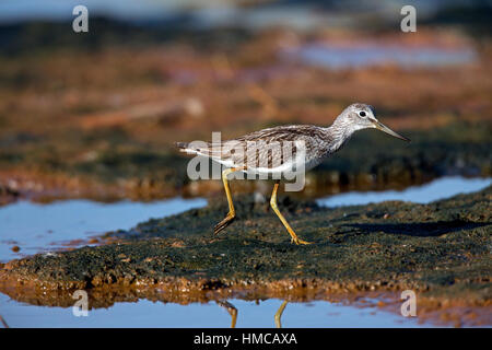 Tringa nebularia fishing in salt marsh creek. French: Chevalier aboyeur German: Grünschenkel Spanish: Archibebe claro Stock Photo