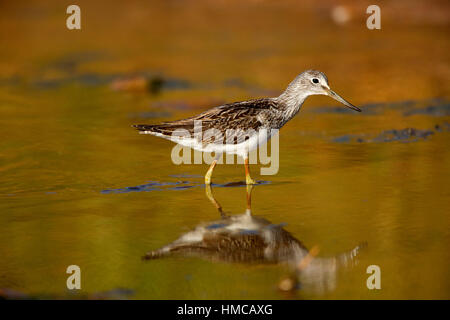 Tringa nebularia fishing in salt marsh creek. French: Chevalier aboyeur German: Grünschenkel Spanish: Archibebe claro Stock Photo