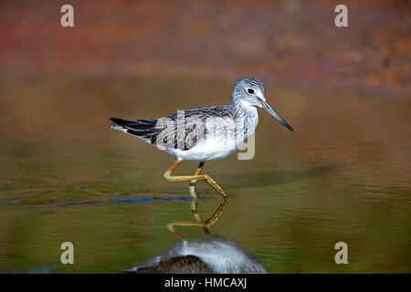 Tringa nebularia fishing in salt marsh creek. French: Chevalier aboyeur German: Grünschenkel Spanish: Archibebe claro Stock Photo