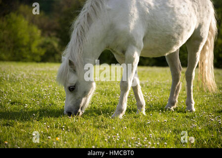 Little grey pony grazing in a summer meadow on a sunny evening. Stock Photo