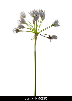 rosy garlic inflorescence on white background Stock Photo