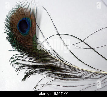 Feathers of Peacock also known as Indian Peafowl of Blue peafowl native to India and Shri Lanka, Scientifically known as Pavo cristatus. Stock Photo