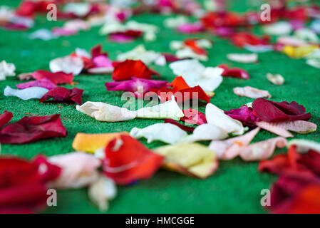 Rose petals are scattered on the floor. There is free space for your ...