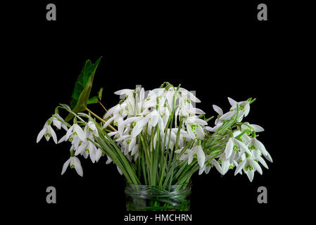 Bunch of snowdrops is a jar on black background Stock Photo