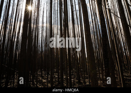 The sun shines through a thick, burnt forest after a recent wildfire in northern British Columbia, Canada. The trees are are black with char but many Stock Photo