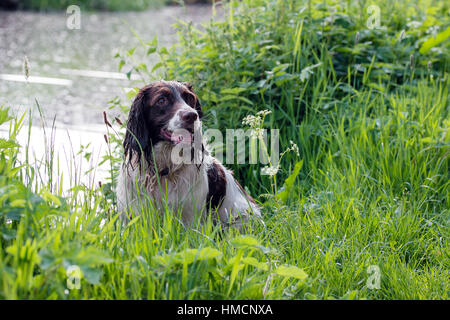 A wet English springer spaniel sits next to a canal in Cheddleton, Staffordshire Stock Photo