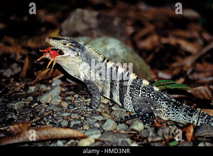 Male Black spiny-tailed iguana (Ctenosaura similis). eating Halloween crab  (Gecarcinus quadratus) in Manuel Antonio National Park, Costa Rica Stock Photo