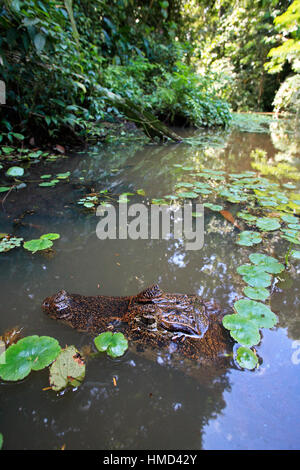Spectacled Caiman (Caiman crocodilus) in natural rainforest canal, Tortuguero National Park, Costa Rica. Stock Photo