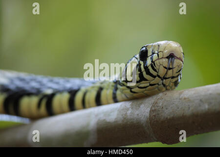 Tiger Rat Snake (Spilotes pullatus) in rainforest tree. Corcovado National Park, Osa Peninsula, Costa Rica. Stock Photo