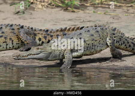 American Crocodile (Crocodylus acutus) walking into river to cool down.  River Tempisque, Guanacaste, Costa Rica. Stock Photo