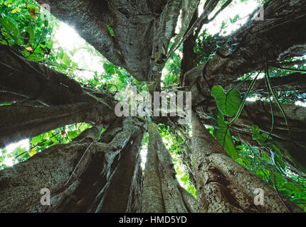 View upwards inside a strangler fig (Ficus sp.) in rainforest in Corcovado National Park, Osa Peninsula, Costa Rica. Stock Photo